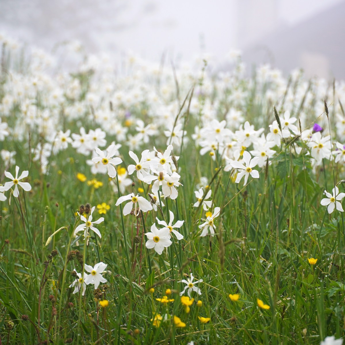 In Pursuit of&nbsp;Flowers