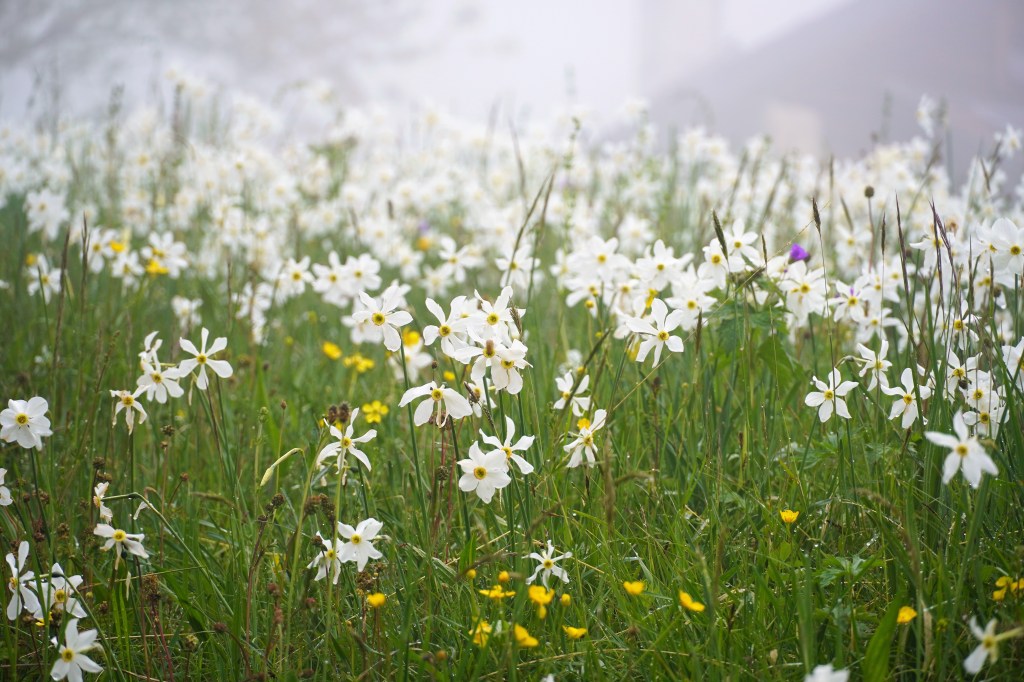 In Pursuit of&nbsp;Flowers
