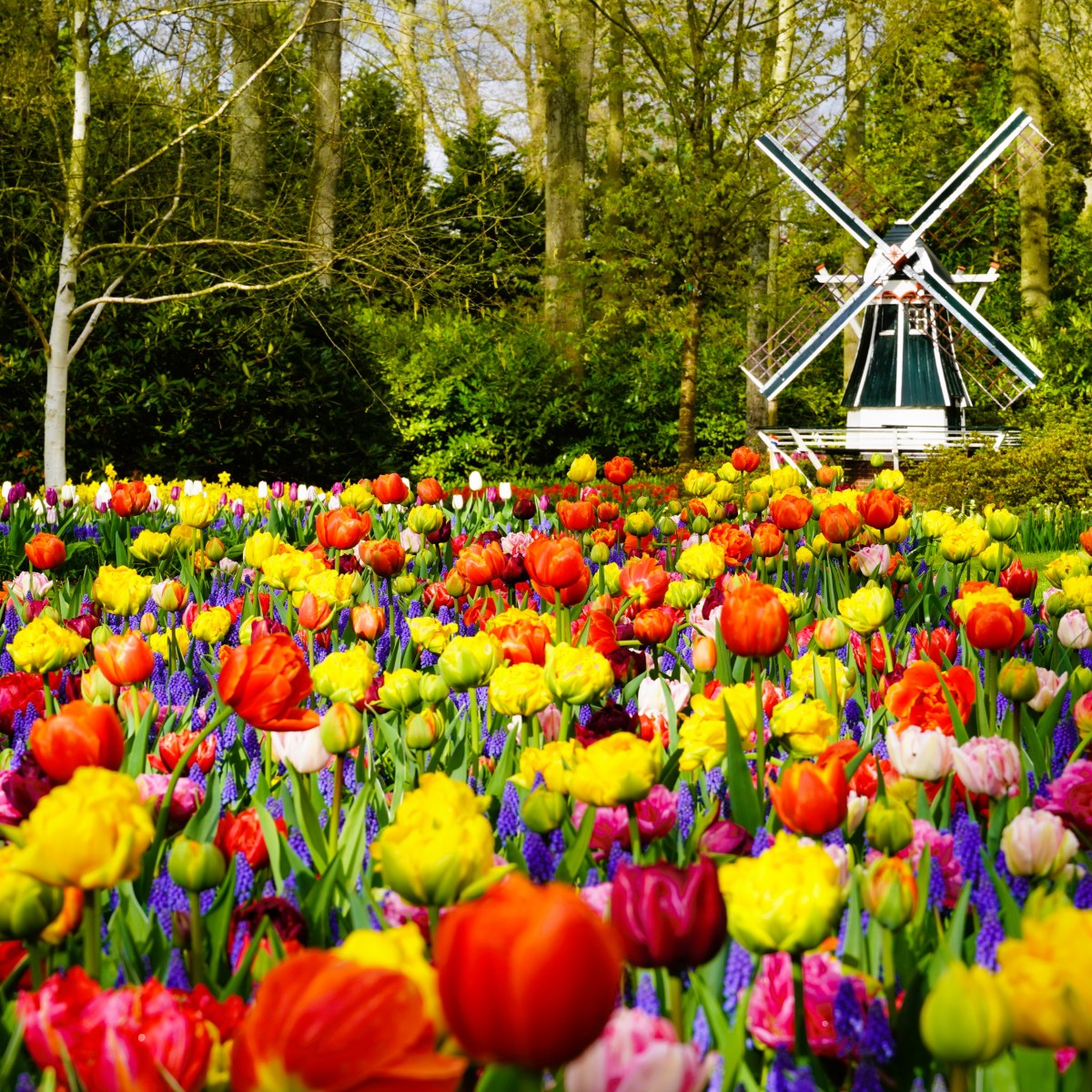 Chasing Tulips Across the&nbsp;Netherlands